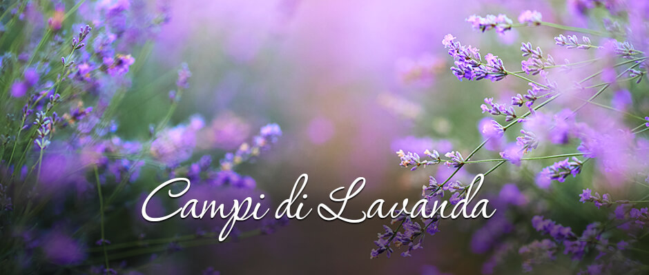 Campi di Lavanda: un Mare Viola da Scoprire con Vip Limousine Milano