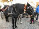 tour-mercatini-natale-bolzano-con-autista-01