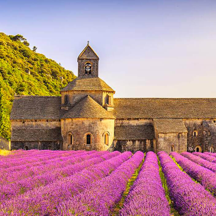 Campi di Lavanda: Provenza - Francia Campi di Lavanda: Provenza - Francia